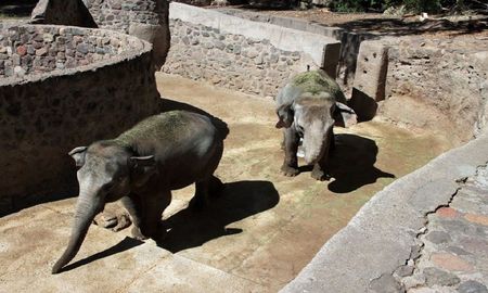 Tras una larga espera, las elefantas mendocinas Pocha y Guillermina viajarán al santuario de Brasil Tras una larga espera, las elefantas mendocinas Pocha y Guillermina viajarán al santuario de Brasil