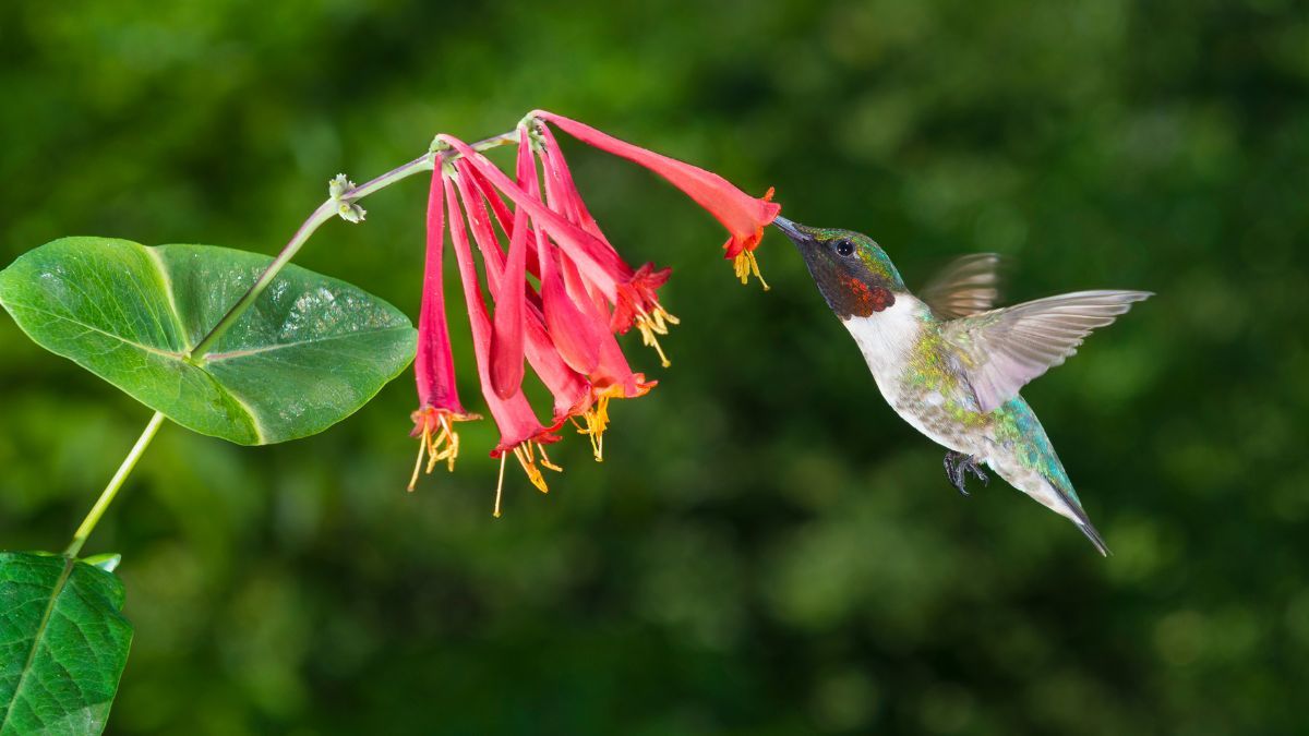 Si querés atraer colibríes al jardín, esta planta puede florecer durante meses.
