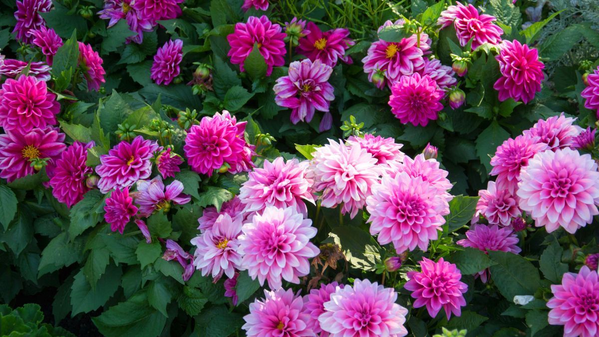 Las dalias son plantas grandes que varían en forma y color. Las dalias son plantas grandes que varían en forma y color.