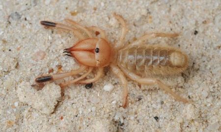descubren una especie de arana come carne y muy venenosa descubren una especie de arana come carne y muy venenosa