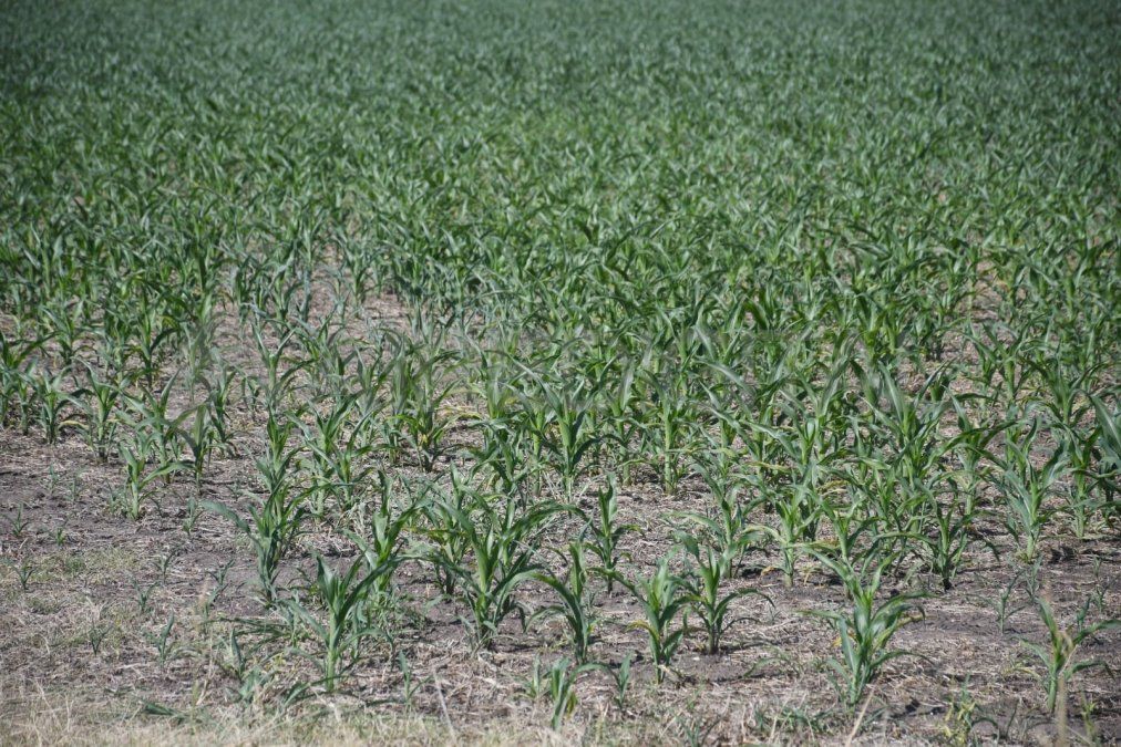 Según un informe realizado por la cartera productiva, las altas temperaturas, los intensos procesos de evapotranspiración, la ausencia de lluvias y las escasas reservas de humedad en el perfil de los suelos, comprometen la situación de los cultivos de verano