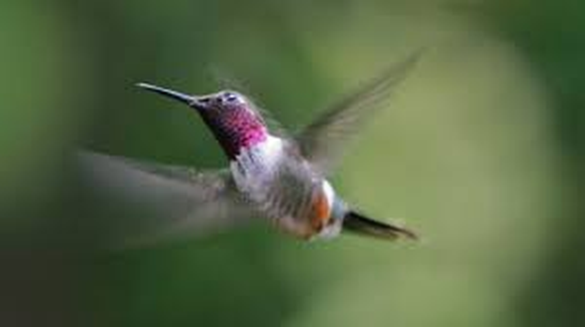 Los colibríes, esas aves diminutas y vibrantes. Los colibríes, esas aves diminutas y vibrantes.