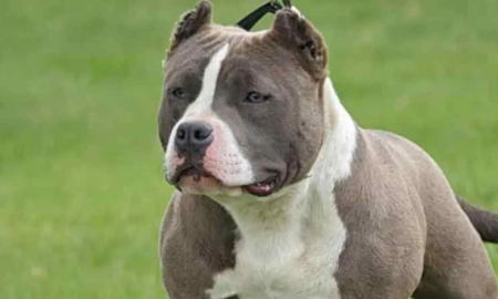 Un jubilado murió tras ser atacado por perros pitbull en Puerto Madryn. (Imagen ilustrativa) Un jubilado murió tras ser atacado por perros pitbull en Puerto Madryn. (Imagen ilustrativa)