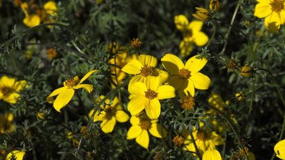 La planta con flores amarillas que resiste el sol de noviembre y crece hasta el otoño
