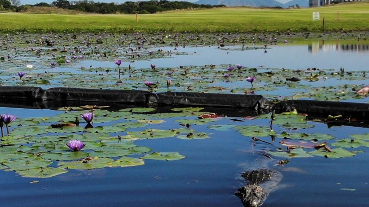 Uno de los cientos de caimanes que est&aacute;n en el Campo Ol&iacute;mpico de golf de R&iacute;o de Janeiro