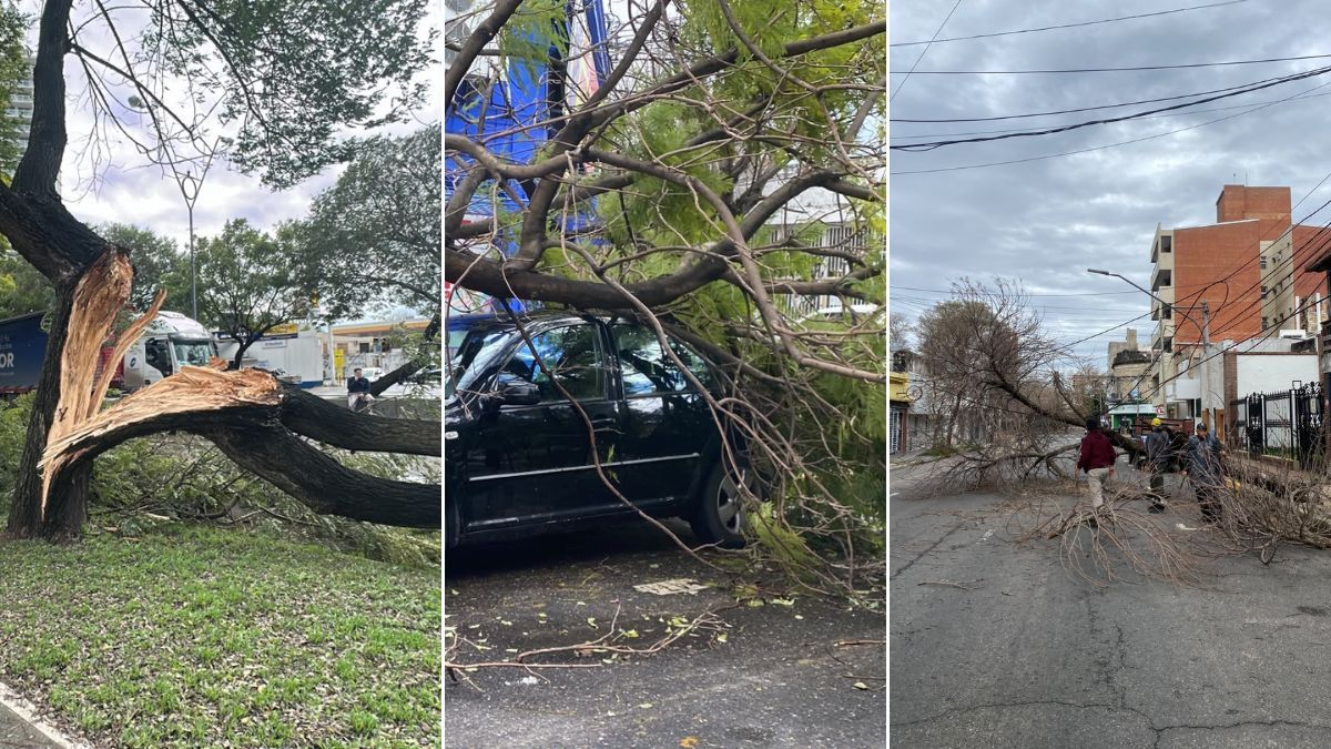 El fuerte temporal que atravesó la ciudad de Santa Fe dejó árboles y grandes ramas caídas sobre calles y vehículos. Las intensas ráfagas de viento provocaron daños en distintos barrios y complicaron la circulación durante varias horas. El fuerte temporal que atravesó la ciudad de Santa Fe dejó árboles y grandes ramas caídas sobre calles y vehículos. Las intensas ráfagas de viento provocaron daños en distintos barrios y complicaron la circulación durante varias horas.