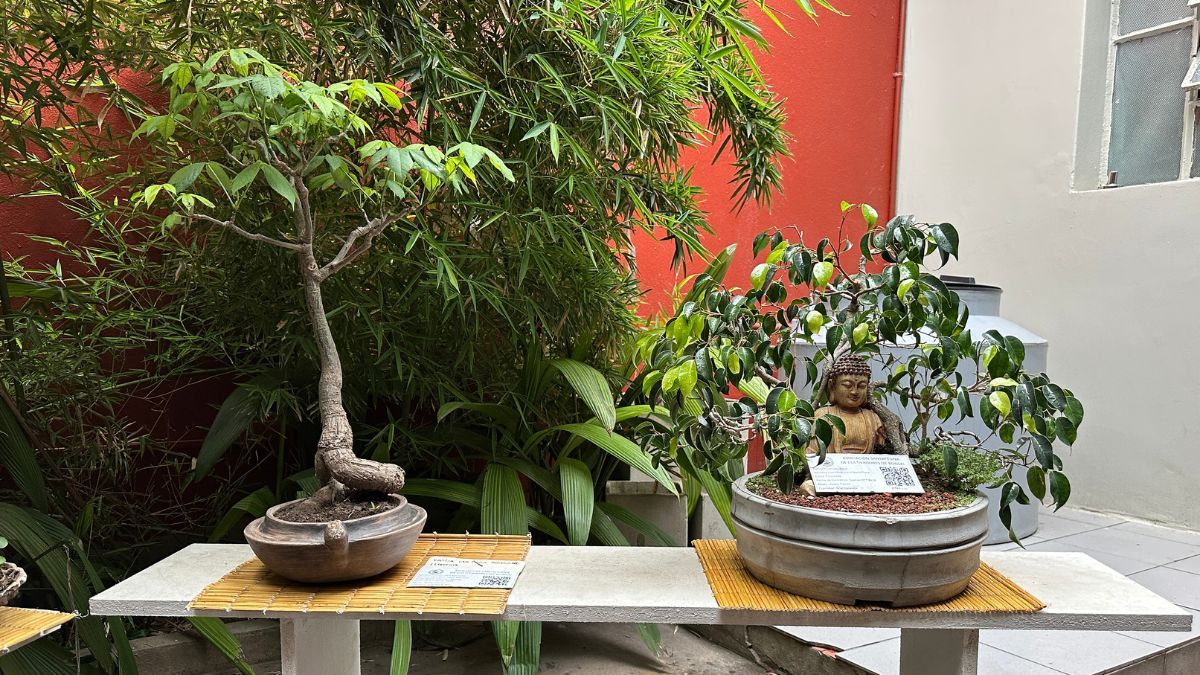 La muestra de bonsái fue uno de los espacios más visitados del festival. La muestra de bonsái fue uno de los espacios más visitados del festival.