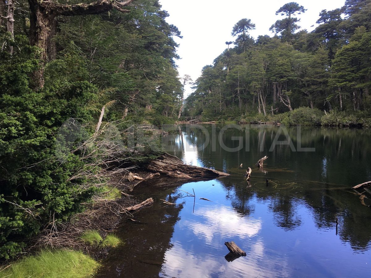 Si la nueva constitución se aprueba