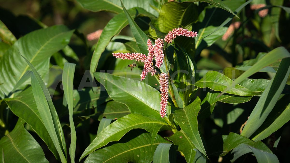 En la orilla de ambos márgenes se puede observar como los canutillos florecieron y dan lugar a sus flores rosadas de extraña forma.