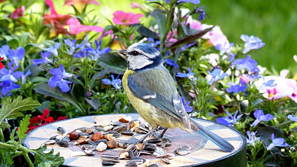 Una preparación casera con semillas puede convertirse en un recurso para atraer aves a jardines y espacios exteriores.