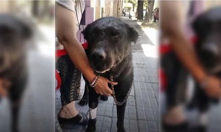 Horror en Viedma: le clavaron un cuchillo en la cabeza a un perro