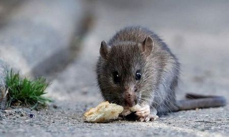 La leptospirosis y el hantavirus son zoonosis asociadas a roedores, pero con impactos muy distintos en la salud. La leptospirosis y el hantavirus son zoonosis asociadas a roedores, pero con impactos muy distintos en la salud.