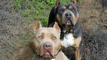 Una mujer en Córdoba liberó a sus pitbulls para frenar a la policía y evitar ser detenida
