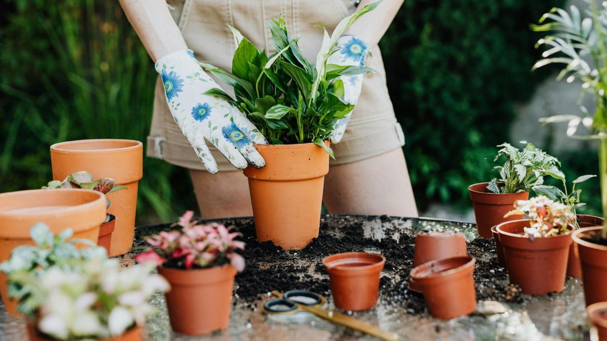 Mayo es el momento ideal para sembrar flores que resisten el frío y florecen en invierno.