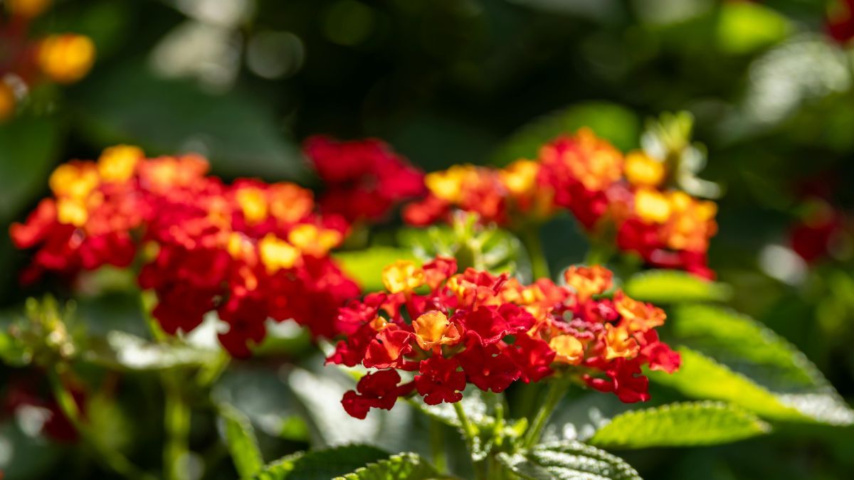 La lantana es colorida, resistente y muy rendidora.