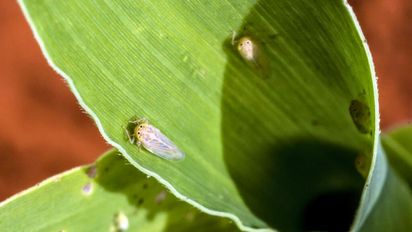 Hay más chicharritas en el maíz, pero los cultivos ya superaron la etapa de riesgo