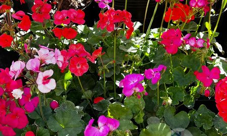 como hacer para que tu malvon tenga flores casi todo el ano como hacer para que tu malvon tenga flores casi todo el ano