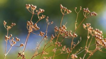 coriandro: el cultivo que gana lugar frente al trigo y mejora margenes en el invierno coriandro: el cultivo que gana lugar frente al trigo y mejora margenes en el invierno