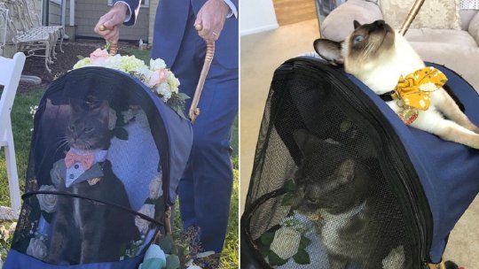 Viral: un gato fue el padrino de un casamiento y conquistó a todos en las redes sociales.