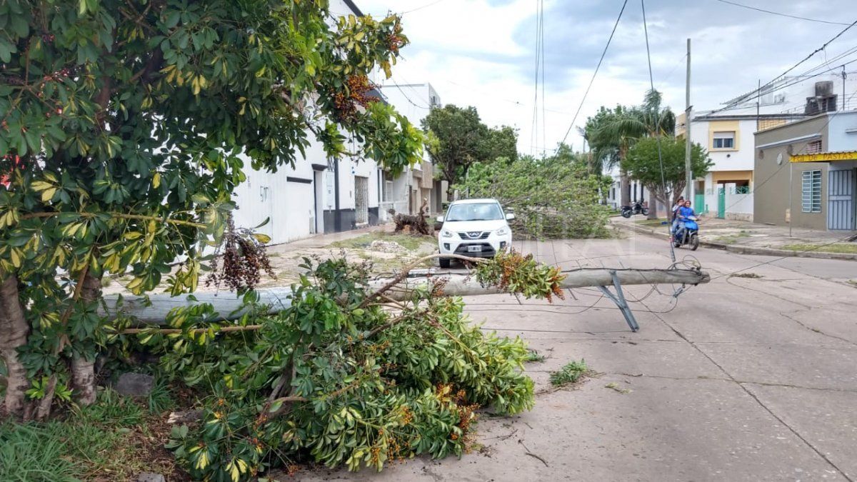 Cayó un árbol y tiró un poste de luz en Pedro Díaz Colodrero al 1800. 