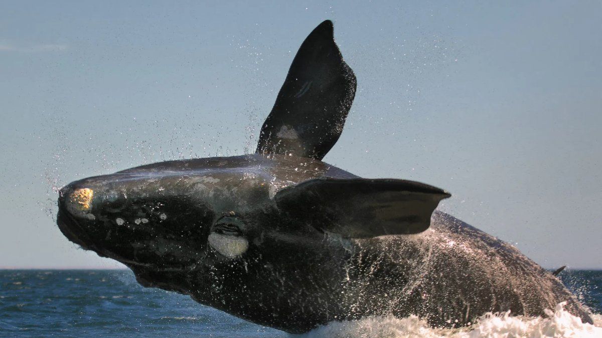 Las ballenas francas australes se caracterizan por fertilizar los océanos y distribuir nutrientes a través de ellos, lo cual resulta fundamental para la vida marina.