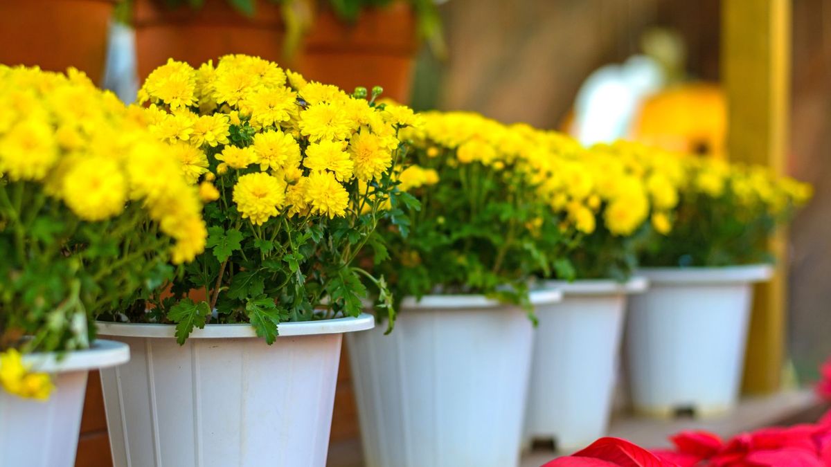 Estos lugares son ideales para poner flores amarillas en casa para atraer energía positiva.