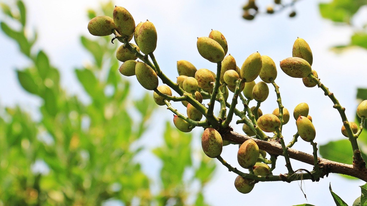 El árbol de pistacho puede dar frutos durante décadas si se cultiva en un clima cálido y seco. El árbol de pistacho puede dar frutos durante décadas si se cultiva en un clima cálido y seco.