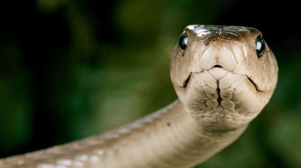 Diferentes estudios demuestran que los animales como las víboras tienen una gran capacidad perceptiva de su entorno. 