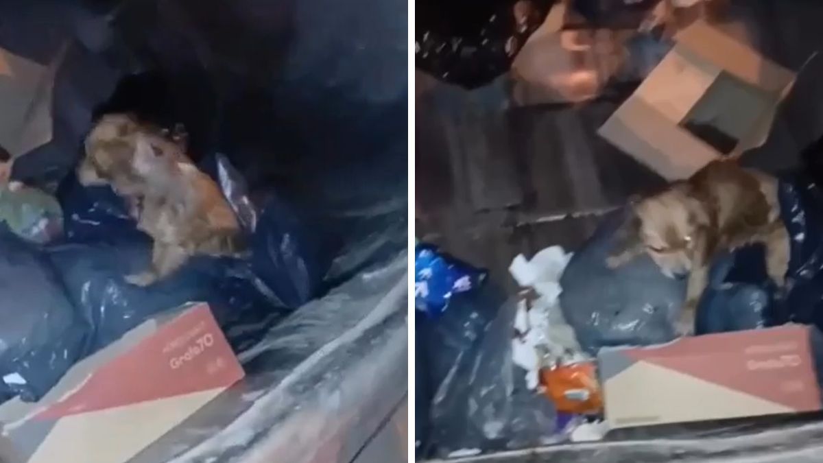 Un grupo de recolectores salvó a una perrita que fue arrojada en una bolsa de basura en Salta.