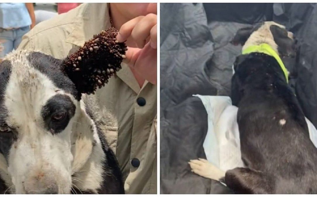 Video viral: hombre ayuda a una perra infestada de garrapatas.