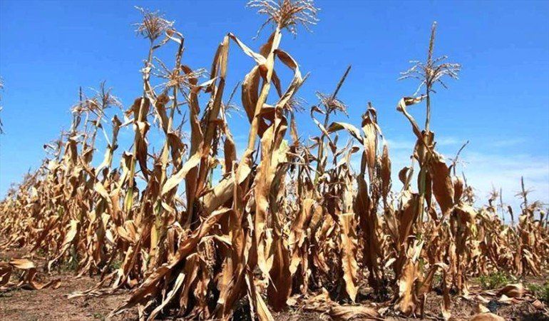 Se esperaba una cosecha récord de maíz, pero el calor y la sequía impactan sobre los cultivos.