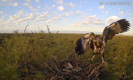 Transmiten en vivo un nido de águila coronada y esperan el primer vuelo del pichón. Transmiten en vivo un nido de águila coronada y esperan el primer vuelo del pichón.