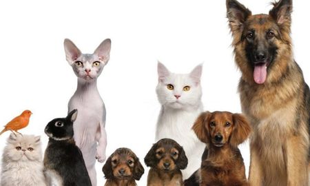 Ciertas razas de gatos y perros, como los persas y los carlinos, han desarrollado características faciales similares. Ciertas razas de gatos y perros, como los persas y los carlinos, han desarrollado características faciales similares.