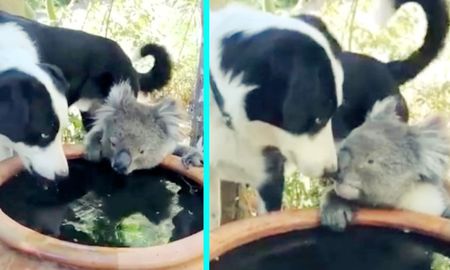 incendios en australia: el beso entre un perro y un koala que se volvio viral incendios en australia: el beso entre un perro y un koala que se volvio viral