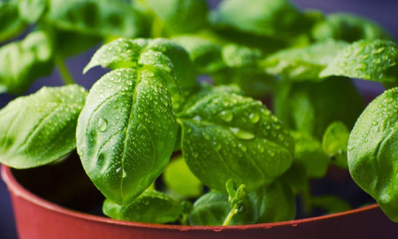 Beneficios de la albahaca: 5 remedios caseros para mejorar tu salud Beneficios de la albahaca: 5 remedios caseros para mejorar tu salud