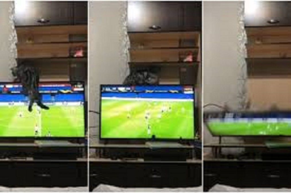 Viral: un gato se sube a la televisión en pleno partido de fútbol y la tira al piso.