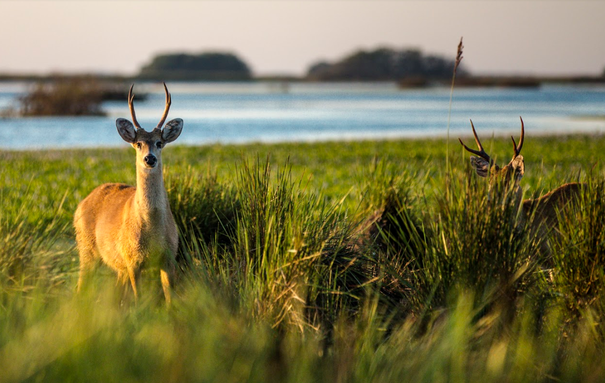 En Iberá se unen un área protegida nacional y un área protegida provincial, cubriendo más de 700.000 hectáreas en el mayor parque natural de la Argentina.