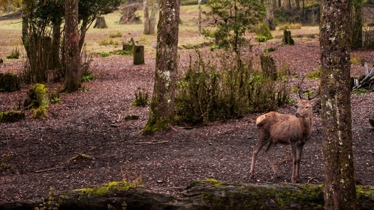 VIDEO: así salió una pitón del agua y a toda velocidad atacó a un ciervo