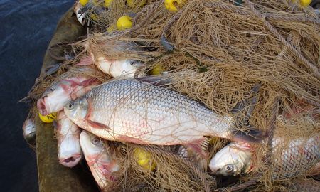 santa ciencia: pesquerias del rio parana, futuro de la pesca, desafios y sostenibilidad santa ciencia: pesquerias del rio parana, futuro de la pesca, desafios y sostenibilidad