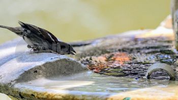 ◉  Calor extremo en Santa Fe: la sensación térmica superó los 45° y seguirá en aumento 