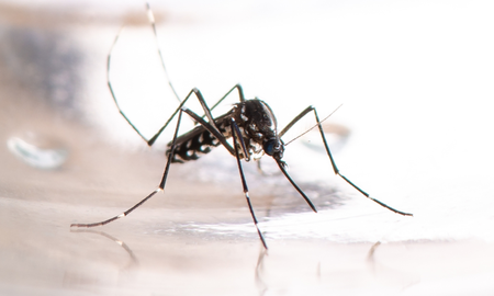 Dengue: mosquitos trasmiten las dos cepas de dengue a la vez. Dengue: mosquitos trasmiten las dos cepas de dengue a la vez.