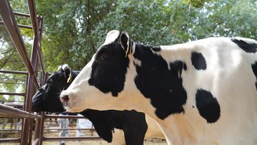 12.000 millones de litros de leche y la necesidad de adecuarse a la exportación 12.000 millones de litros de leche y la necesidad de adecuarse a la exportación