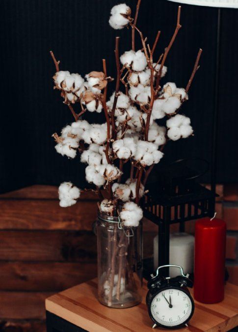 Qué usos tiene el algodón en las plantas