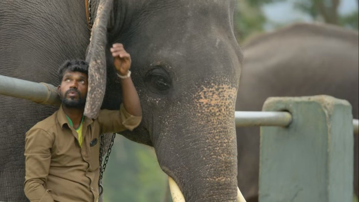 The Elephant Whisperers se llevó el Premio Oscar a Mejor Corto Documental.