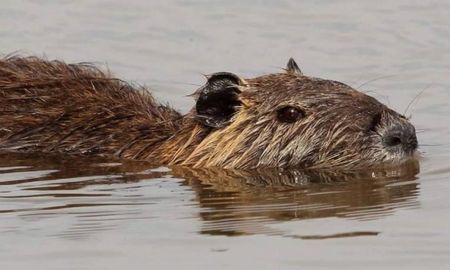 La nutria criolla o coipo es un animal autóctono de los humedales de sudamérica. La nutria criolla o coipo es un animal autóctono de los humedales de sudamérica.