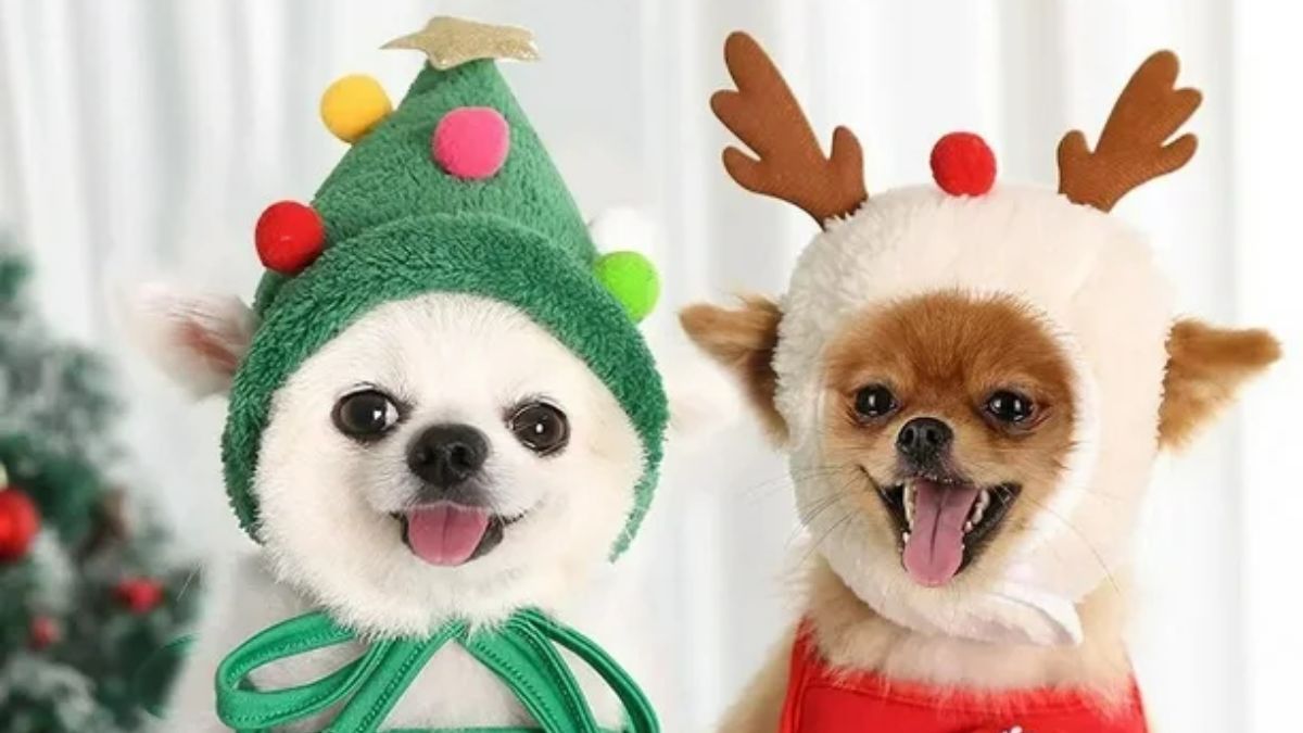 Los perros pueden sufrir estrés y miedo por el ruido de los fuegos artificiales durante las fiestas de fin de año. Los perros pueden sufrir estrés y miedo por el ruido de los fuegos artificiales durante las fiestas de fin de año.