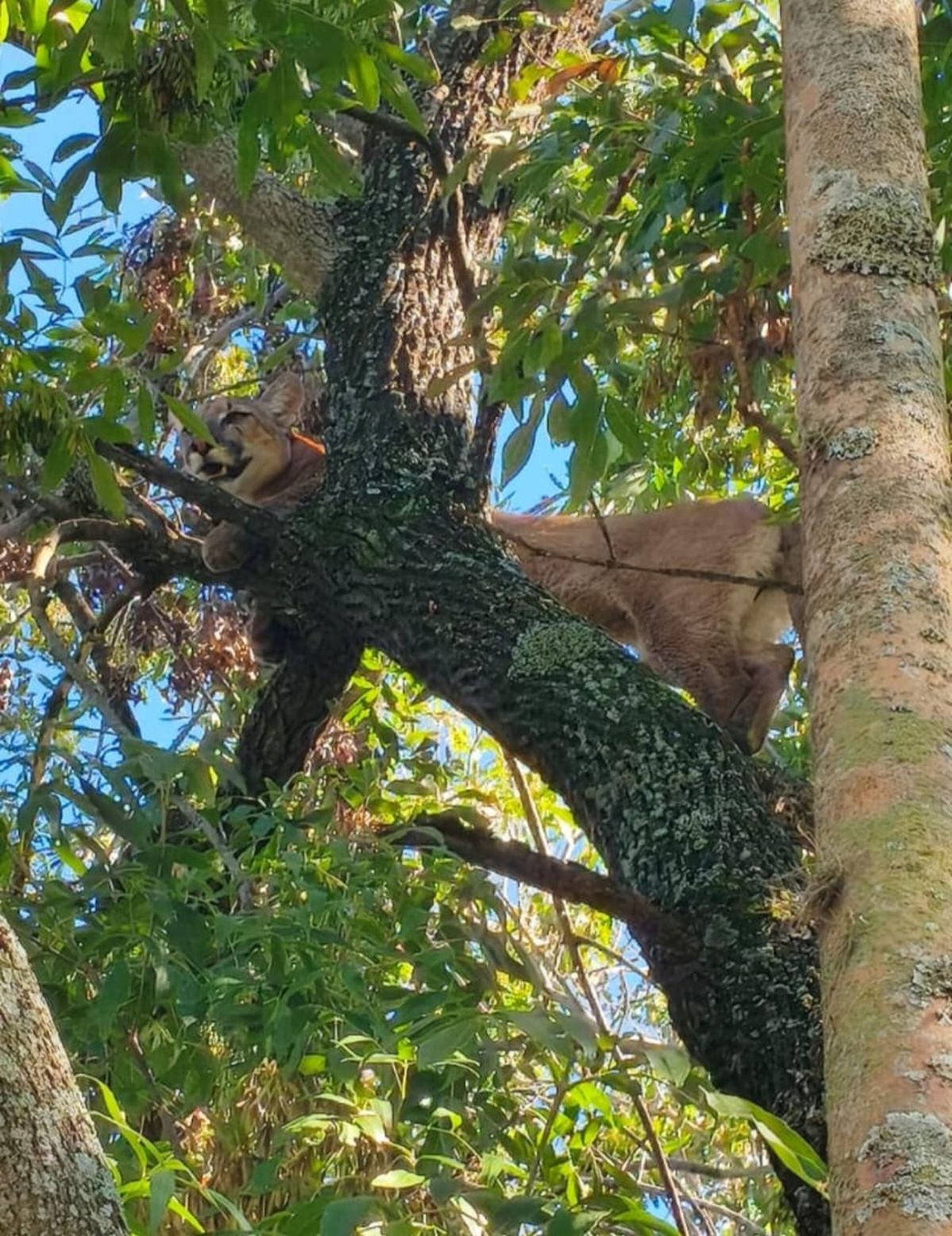 La aparición del puma desplegó un importante operativo policial en Esperanza.
