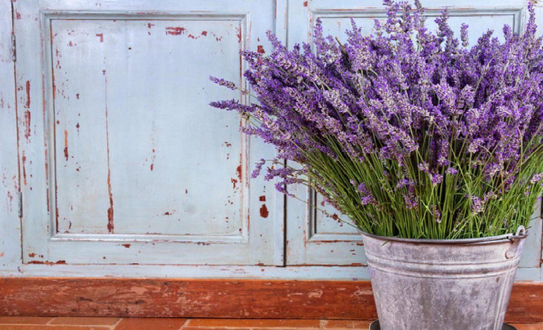 Su fragancia es perfecta para relajarse