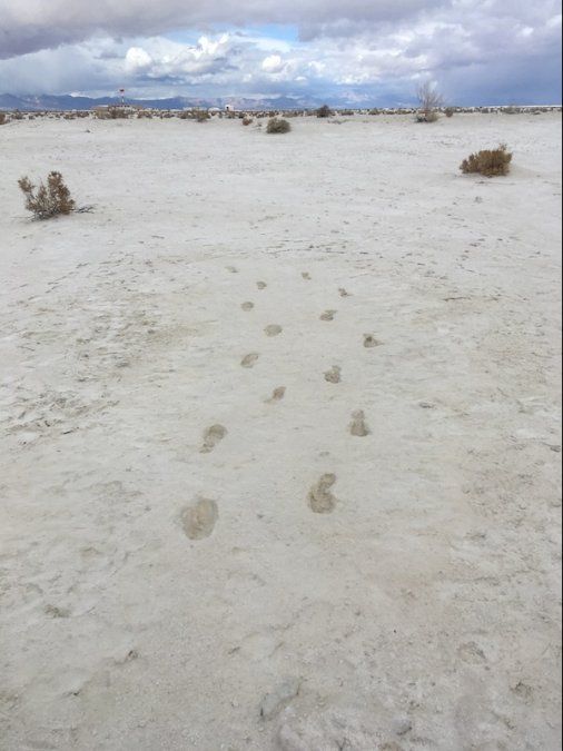 Foto: Amy Bond, Thomas Fleischman / Cornell University