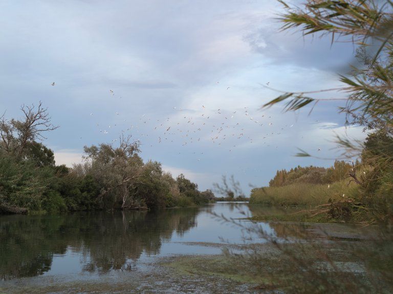 El río Ebro, el lugar de la gran batalla en la guerra civil española en 1938, en Illa de Sapinya, España.